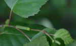 Bęsica kwietniówka (Archiearis parthenias)