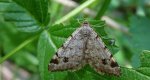 Witalnik choiniak (Macaria signaria)