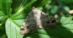 Witalnik choiniak (Macaria signaria)