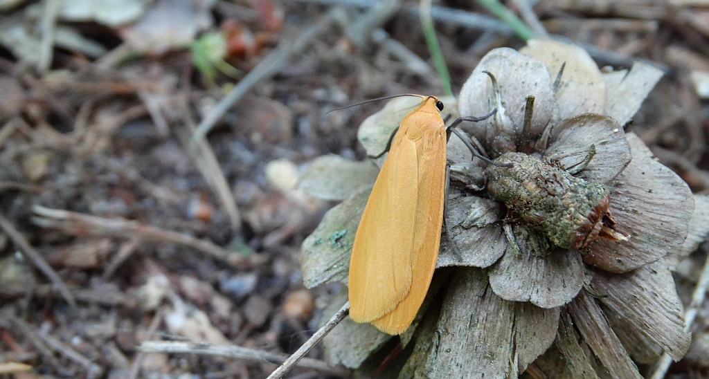 Fałdówka siostrzyczka (Eilema sororcula)