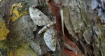 Grotnik świerkowiak (Eupithecia abietaria)