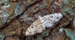 Grotnik choiniak (Eupithecia tantillaria)