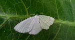 Ciemnokres wierzbowiec (Cabera pusaria)