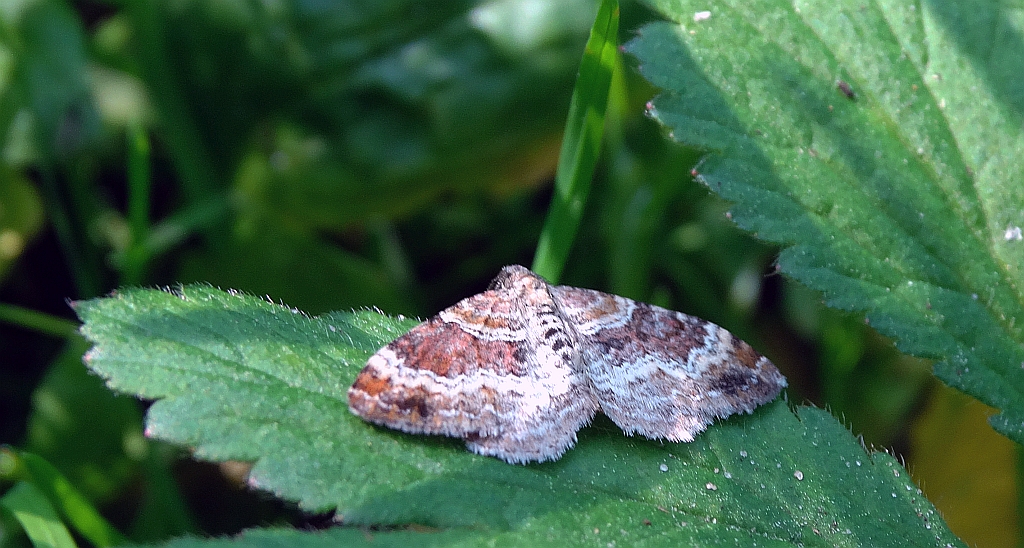 Paśnik cisawiak (Xanthorhoe spadicearia)
