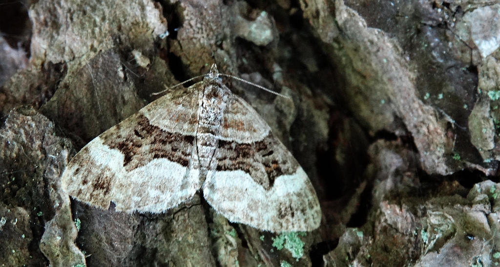 Paśnik dwurzeczek (Xanthorhoe biriviata)