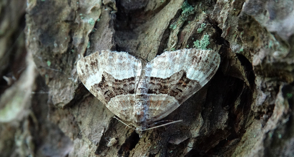 Paśnik dwurzeczek (Xanthorhoe biriviata)