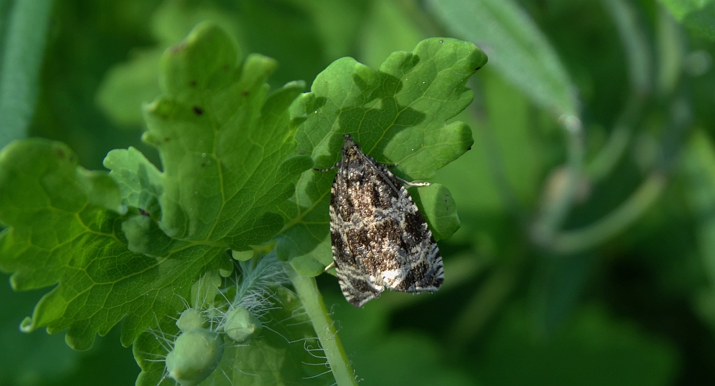 Celypha cespitana