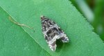 Celypha cespitana