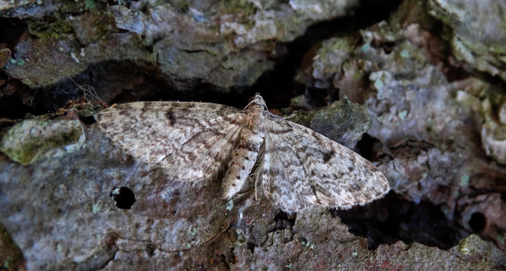 Grotnik świerkowiak (Eupithecia abietaria)