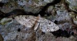 Grotnik świerkowiak (Eupithecia abietaria)