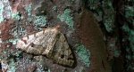 Witalnik choiniak (Macaria signaria)