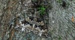 Paśnik leszczyniak (Electrophaes corylata)