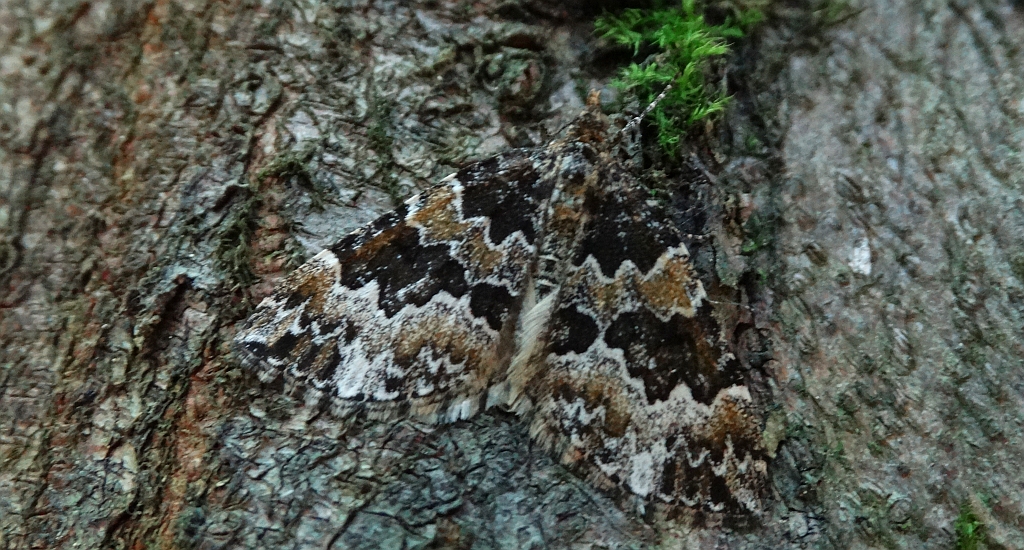 Paśnik leszczyniak (Electrophaes corylata)