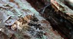 Paśnik leszczyniak (Electrophaes corylata)