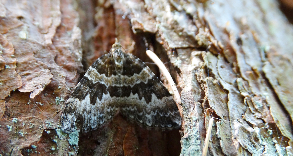 Paśnik leszczyniak (Electrophaes corylata)