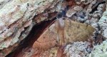 Ciośnik dwuzębiak (Odontopera bidentata)