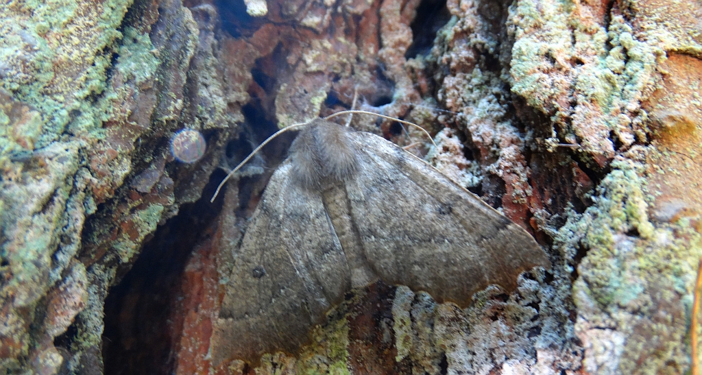 Ciośnik dwuzębiak (Odontopera bidentata)
