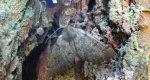 Ciośnik dwuzębiak (Odontopera bidentata)