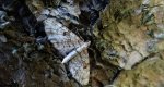 Grotnik świerkowiak (Eupithecia abietaria)