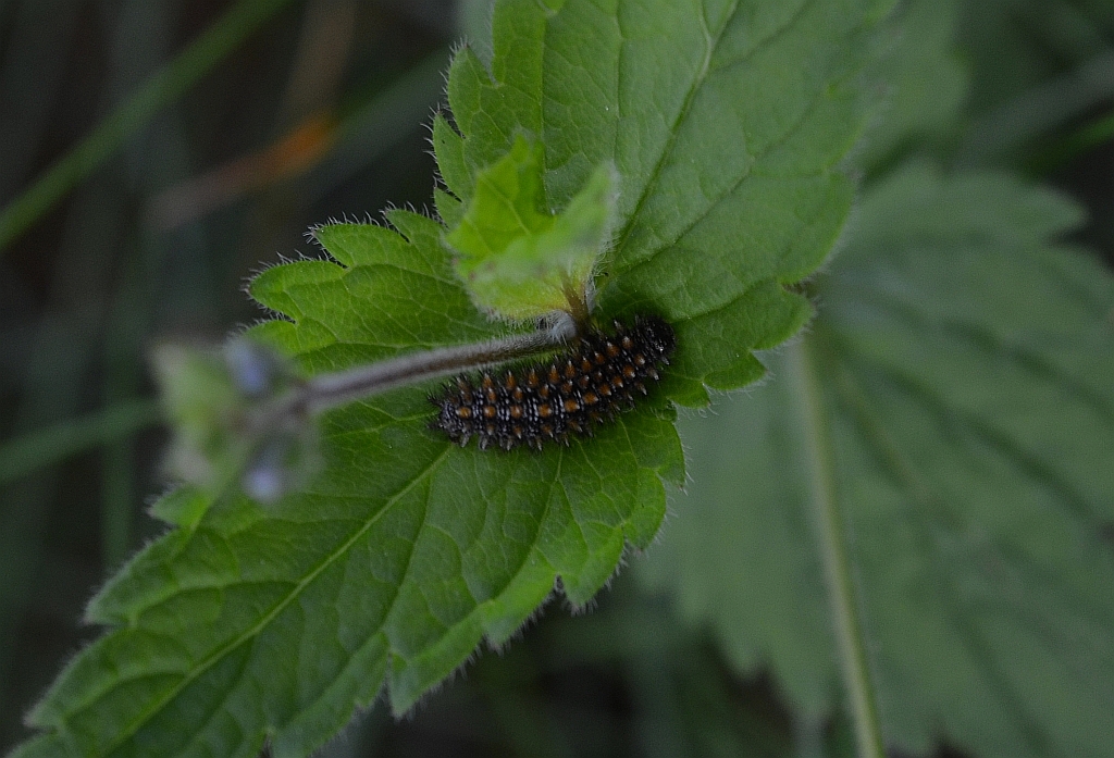 Przeplatka diamina (Melitaea diamina)