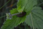 Przeplatka diamina (Melitaea diamina)