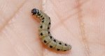 Namiotnik trzmieliniaczek (Yponomeuta cagnagella)