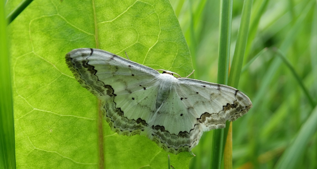 Wątlak nadobny (Scopula ornata)