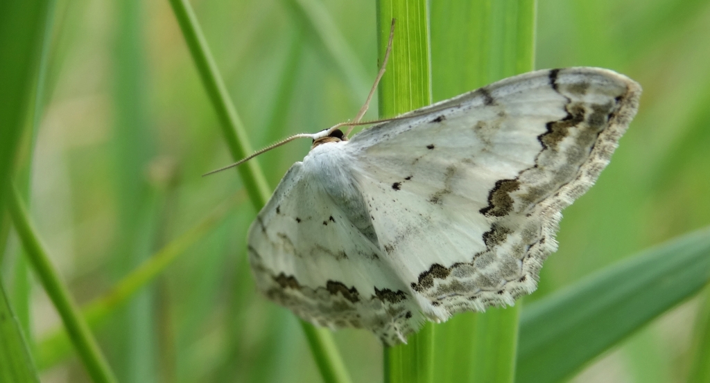 Wątlak nadobny (Scopula ornata)