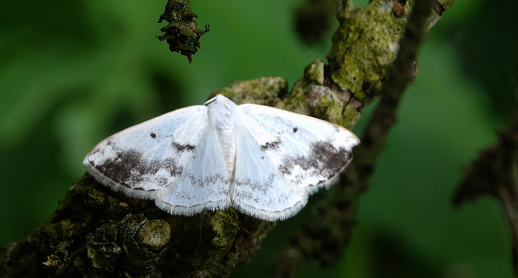 Ciemnokres czeremszak (Lomographa temerata)