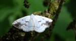 Ciemnokres czeremszak (Lomographa temerata)