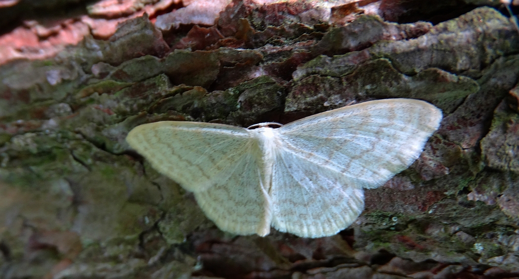 Krocznik blednik (Idaea pallidata)