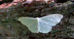 Krocznik blednik (Idaea pallidata)