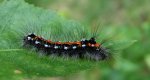 Kuprówka złotnica (Euproctis similis)