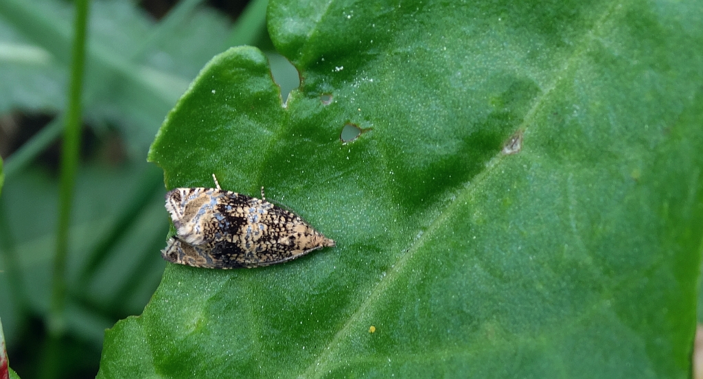 Celypha lacunana