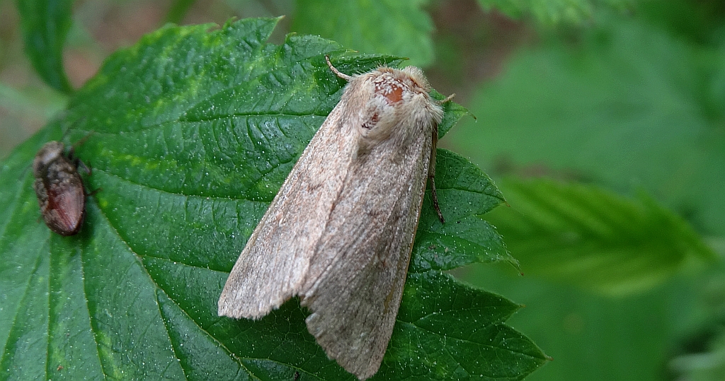 Włócznica białożyłka (Simyra albovenosa)