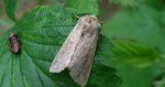 Włócznica białożyłka (Simyra albovenosa)
