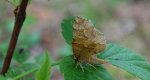 Cefis borówczak (Cepphis advenaria)