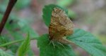 Cefis borówczak (Cepphis advenaria)