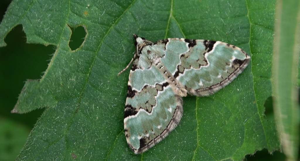 Paśnik zieleniak (Colostygia pectinataria)