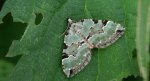 Paśnik zieleniak (Colostygia pectinataria)