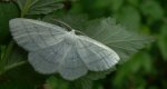 Ciemnokres wierzbowiec (Cabera pusaria)