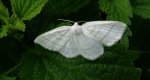 Ciemnokres wierzbowiec (Cabera pusaria)