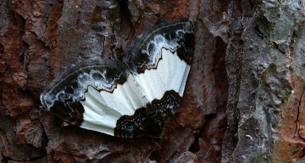 Paśnik maliniak (Mesoleuca albicillata)