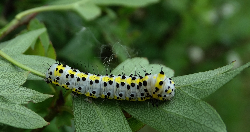 Bielmica sinogłówka (Diloba caeruleocephala)