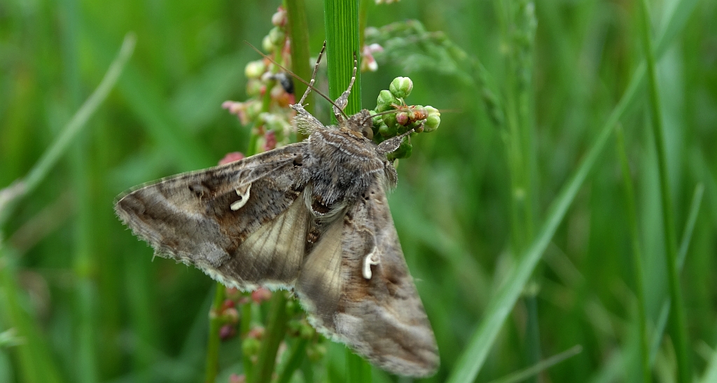 Błyszczka jarzynówka (Autographa gamma)
