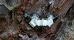 Paśnik maliniak (Mesoleuca albicillata)