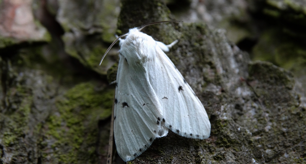 Szewnica miętówka (Spilosoma lubricipeda)