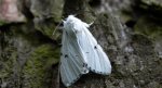 Szewnica miętówka (Spilosoma lubricipeda)