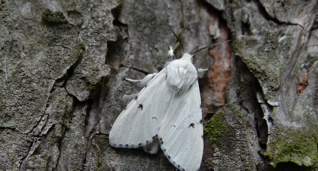 Szewnica miętówka (Spilosoma lubricipeda)