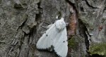 Szewnica miętówka (Spilosoma lubricipeda)